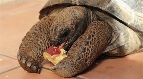 お芋を食べるゾウガメ