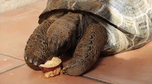 お芋を食べるゾウガメ