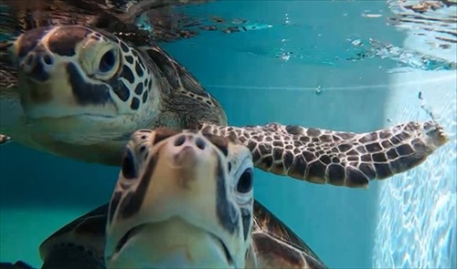 お芋を食べるゾウガメ