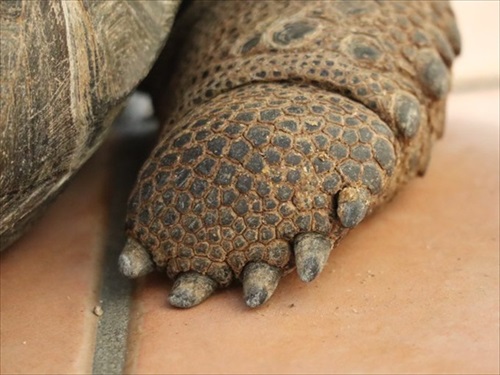 お芋を食べるゾウガメ