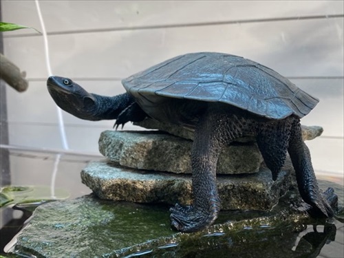 お芋を食べるゾウガメ