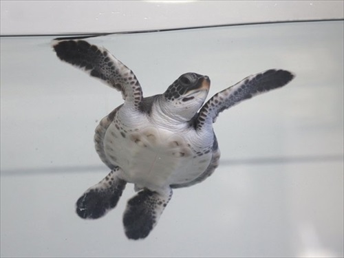 お芋を食べるゾウガメ