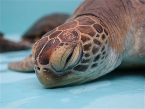 お芋を食べるゾウガメ