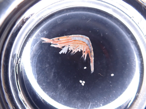 新種のエビ