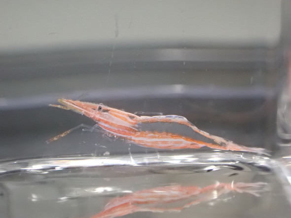 新種のエビ