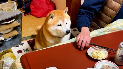 ごはんを待つ柴犬