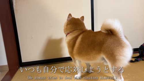 ごはんを待つ柴犬