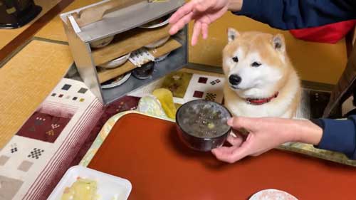 ごはんを待つ柴犬