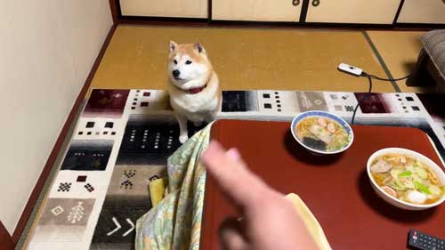 ごはんを待つ柴犬