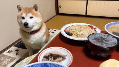 ごはんを待つ柴犬