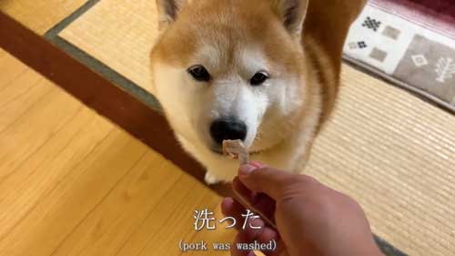 ごはんを待つ柴犬