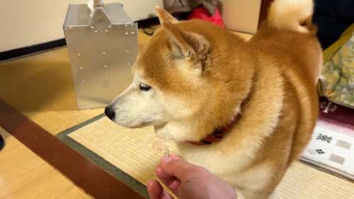 ごはんを待つ柴犬