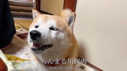 ごはんを待つ柴犬