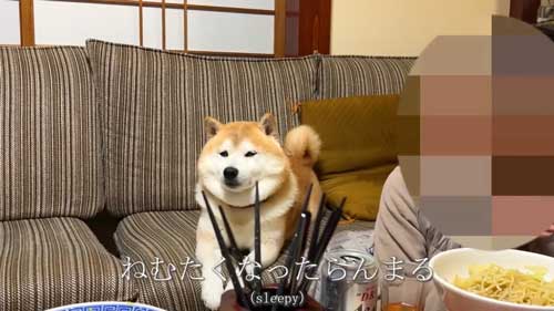 ごはんを待つ柴犬