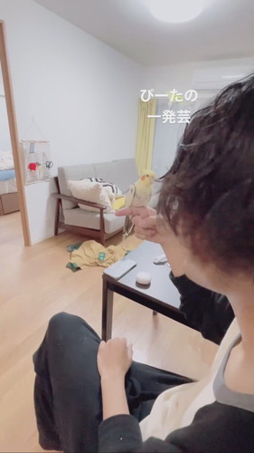 飼い主さんの指に乗るオカメインコのピー太くん