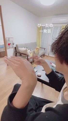オカメインコのピー太くんの横で左手を上げる飼い主さん