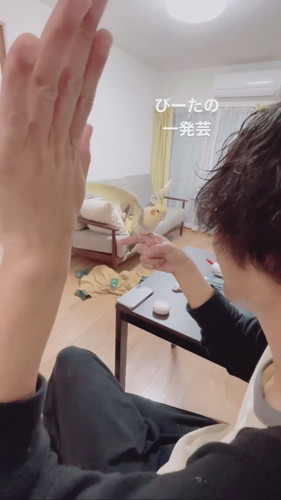 手を天に向けて上げる飼い主さんと羽を広げるオカメインコのピー太くん