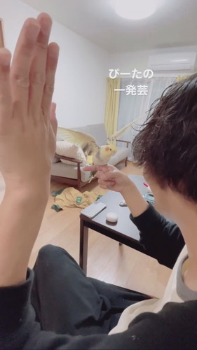 手を天に向けて上げる飼い主さんと羽を広げるオカメインコのピー太くん