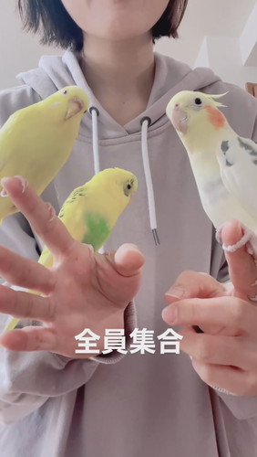 セキセイインコのレモンちゃんとこうちゃん、オカメインコのピー太くん