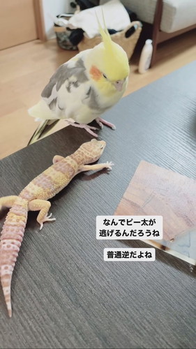 レオパードゲッコーの幸ちゃんとオカメインコのピー太くん