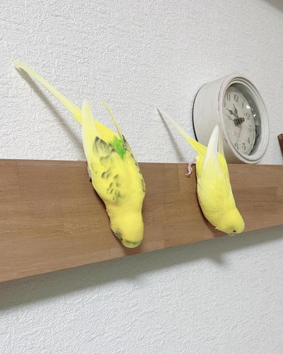 セキセイインコの幸太郎くんとレモンちゃんが逆さに