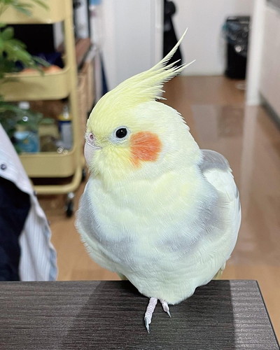 オカメインコのピー太くんアップ