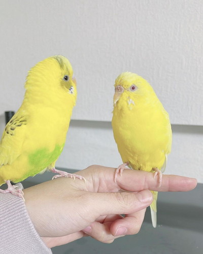 指に乗るセキセイインコの幸太郎くんとレモンちゃん