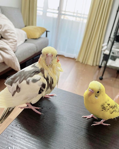 水浴び後のピー太くんとセキセイインコの幸太郎くん