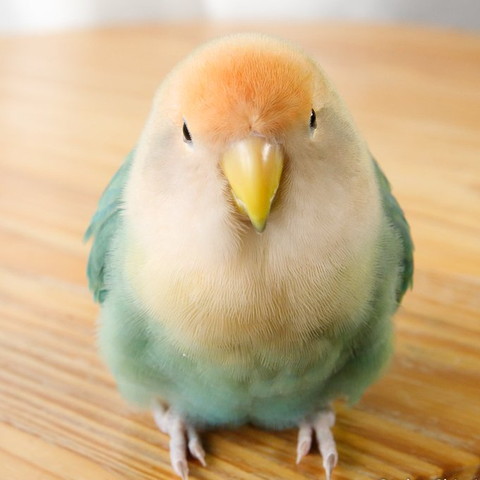 仁王立ちインコ