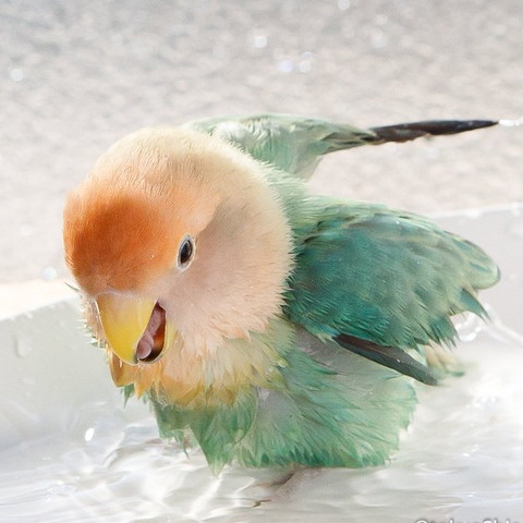 水浴びして口あけてるインコ