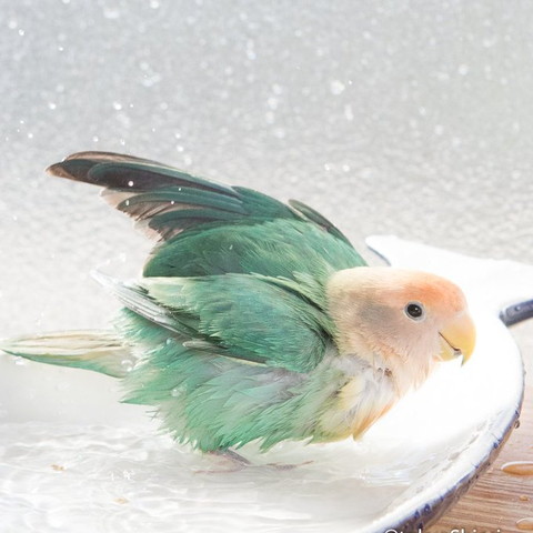 水浴びインコ横顔