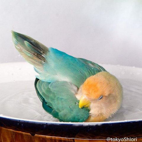 水浴びしながら毛づくろいインコ