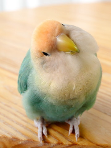 首かしげるインコ