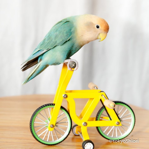 自転車乗るインコ