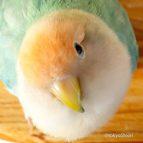 見上げるインコアップ