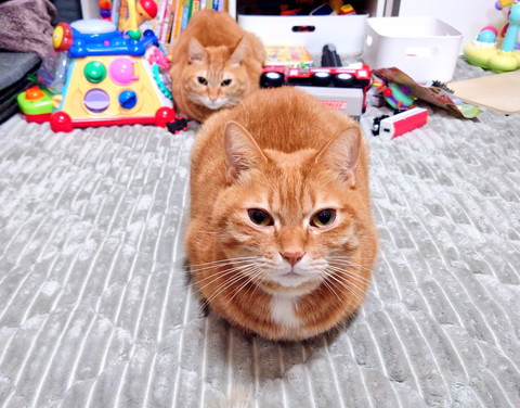 縦に並ぶねこたち