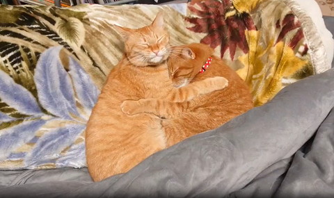 布団で抱き合う猫たち