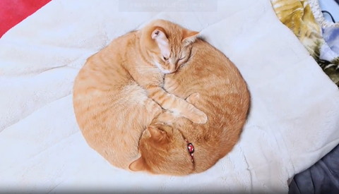 丸くなる猫2匹