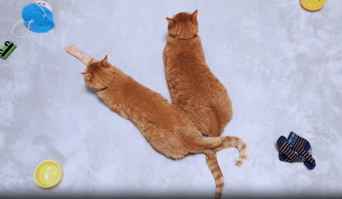 しっぽくっつける猫2匹