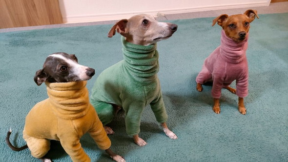 洋服を着るワンコたち