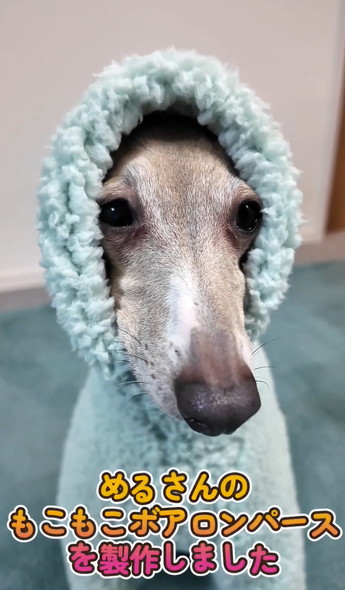 洋服を着るワンコ