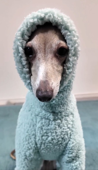 洋服を着るワンコ