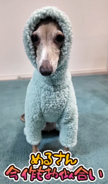 洋服を着るワンコ