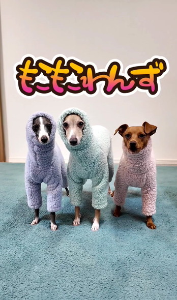 洋服を着るワンコたち