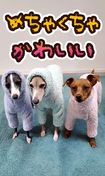 洋服を着るワンコたち