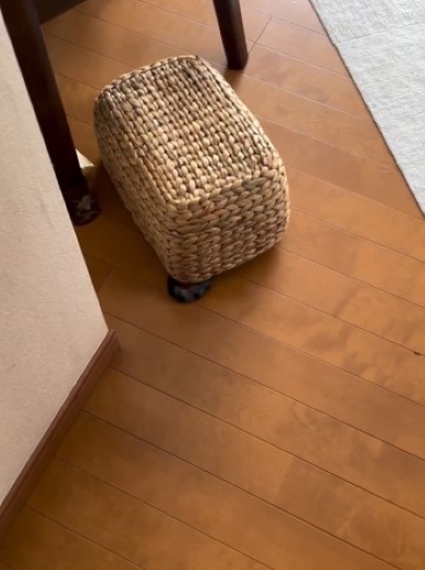 かごの下から見えるしっぽ