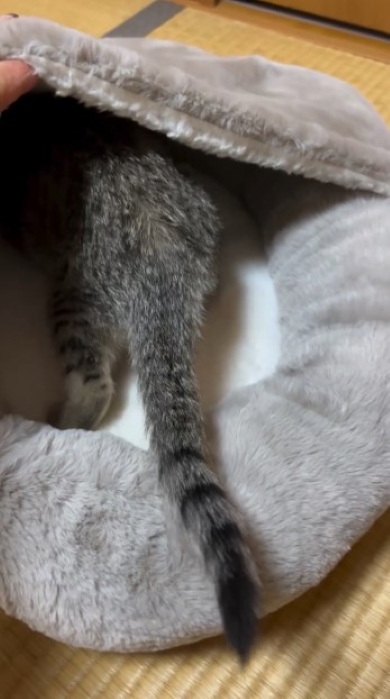 布団に入る猫