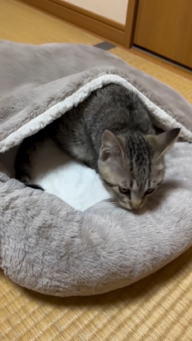 布団から顔を出す猫