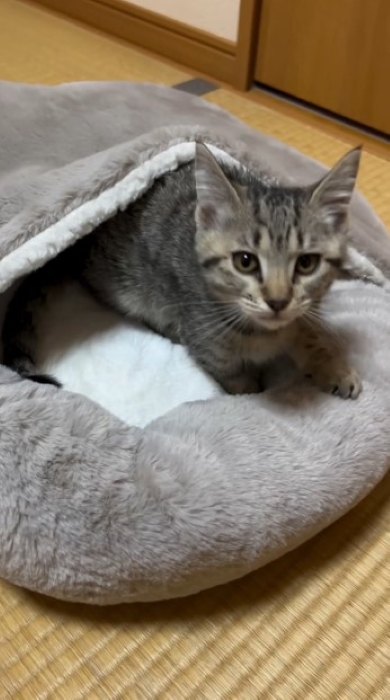 布団をふみふみする猫