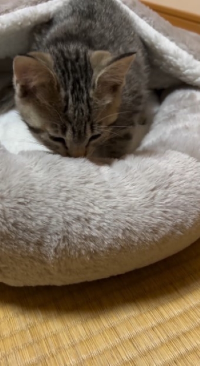 気持ちよさそうな猫